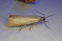 Chrysoteuchia culmella