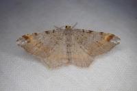 Macaria liturata