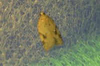Acleris ferrugana/notana