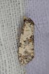 Cochylis molliculana