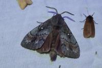 Dendrolimus pini