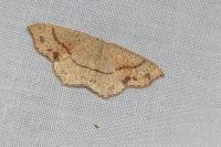 Cyclophora punctaria