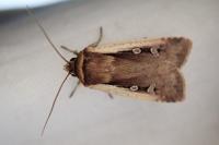 Ochropleura plecta