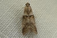 Acrobasis fallouella