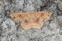 Cyclophora porata