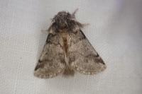 Thaumetopoea processionea
