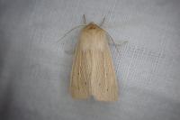 Mythimna pallens