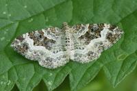 Epirrhoe alternata