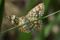 Chiasmia clathrata