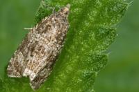 Celypha lacunana