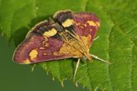 Pyrausta aurata