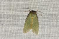 Pseudoips prasinanus