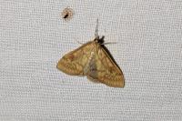 Ostrinia nubilalis/scapulalis