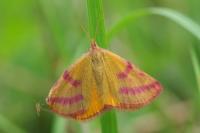 Lythria purpuraria