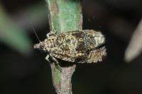 Celypha lacunana