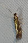 Bucculatrix nigricomella