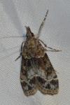 Eudonia mercurella