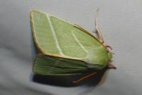 Pseudoips prasinanus