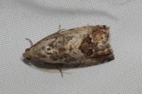 Cydia splendana