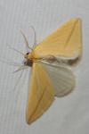 Rhodometra sacraria
