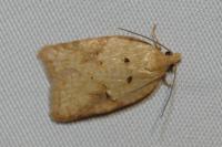 Acleris ferrugana/notana