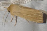 Mythimna pallens