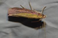 Oncocera semirubella