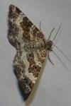 Epirrhoe alternata