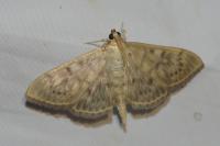 Patania ruralis
