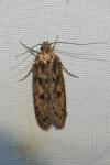 Hofmannophila pseudospretella