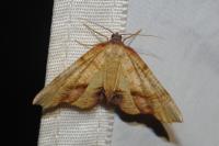 Plagodis dolabraria
