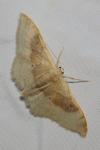 Idaea degeneraria