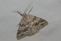 Pseudoterpna coronillaria