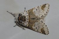 Furcula furcula