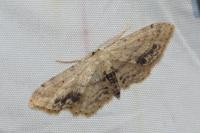 Idaea dimidiata