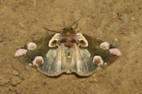 Thyatira batis