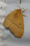 Lasiocampa quercus