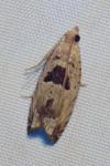 Epinotia ramella