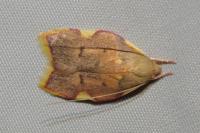 Carcina quercana