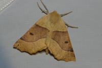 Crocallis elinguaria