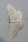 Cabera exanthemata
