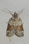 Nycteola siculana