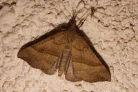 Hypena proboscidalis