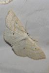 Scopula immutata