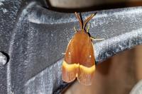 Lasiocampa quercus