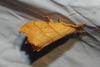 Falcaria lacertinaria