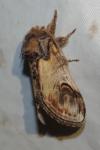 Notodonta ziczac
