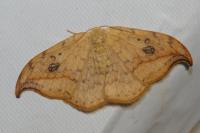 Drepana falcataria