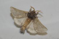 Thaumetopoea processionea