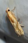 Eucosma cana